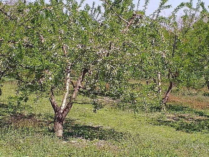 χωράφι με αμυγδαλιές