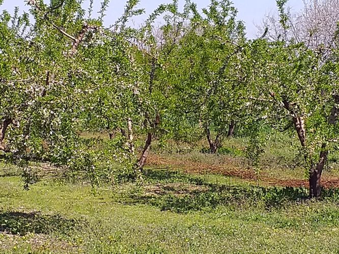 χωράφι με αμυγδαλιές