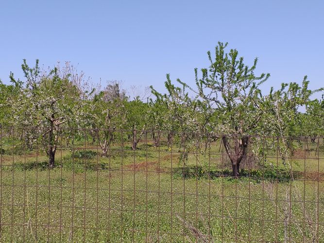 χωράφι με αμυγδαλιές